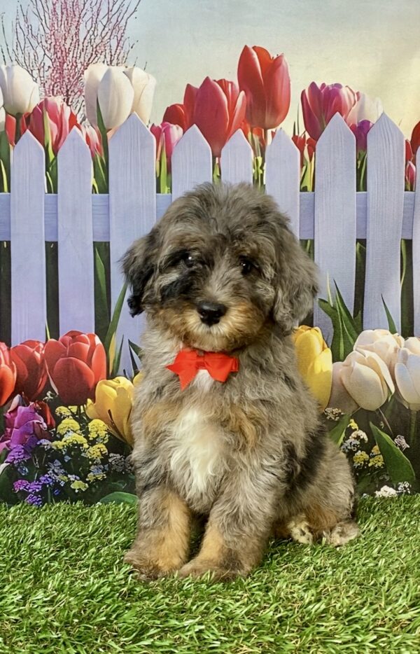 Photo of Mr. Coach the F1B Micro Mini-Bernedoodle puppy