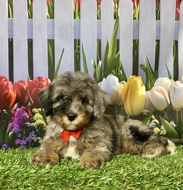 Photo of Mr. Coach the F1B Micro Mini-Bernedoodle puppy
