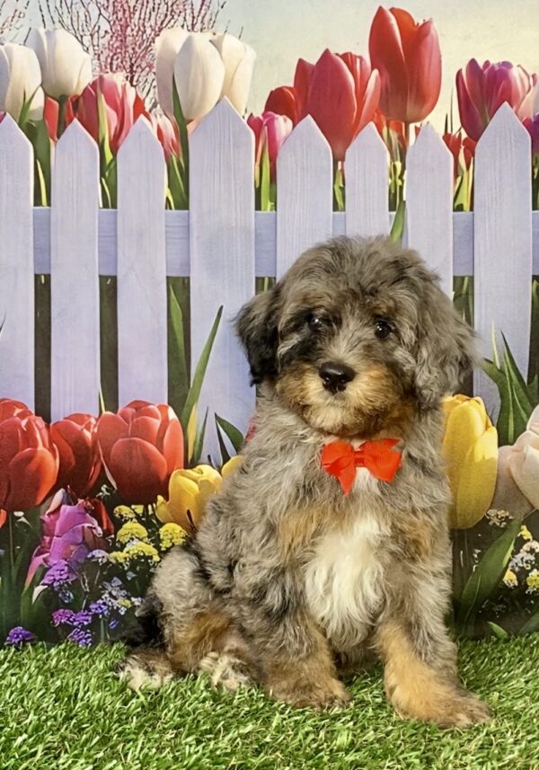 Photo of Mr. Coach the F1B Micro Mini-Bernedoodle puppy