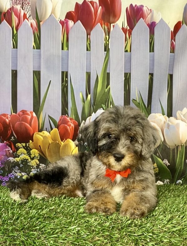 Photo of Mr. Coach the F1B Micro Mini-Bernedoodle puppy