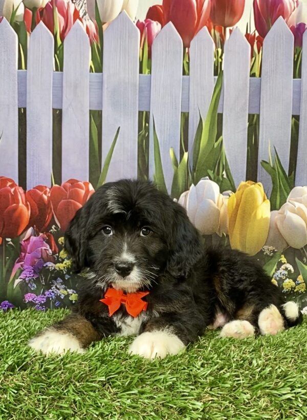 Photo of Mr. Coby the F1B Micro Mini-Bernedoodle puppy