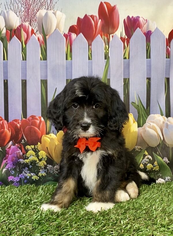 Photo of Mr. Coby the F1B Micro Mini-Bernedoodle puppy