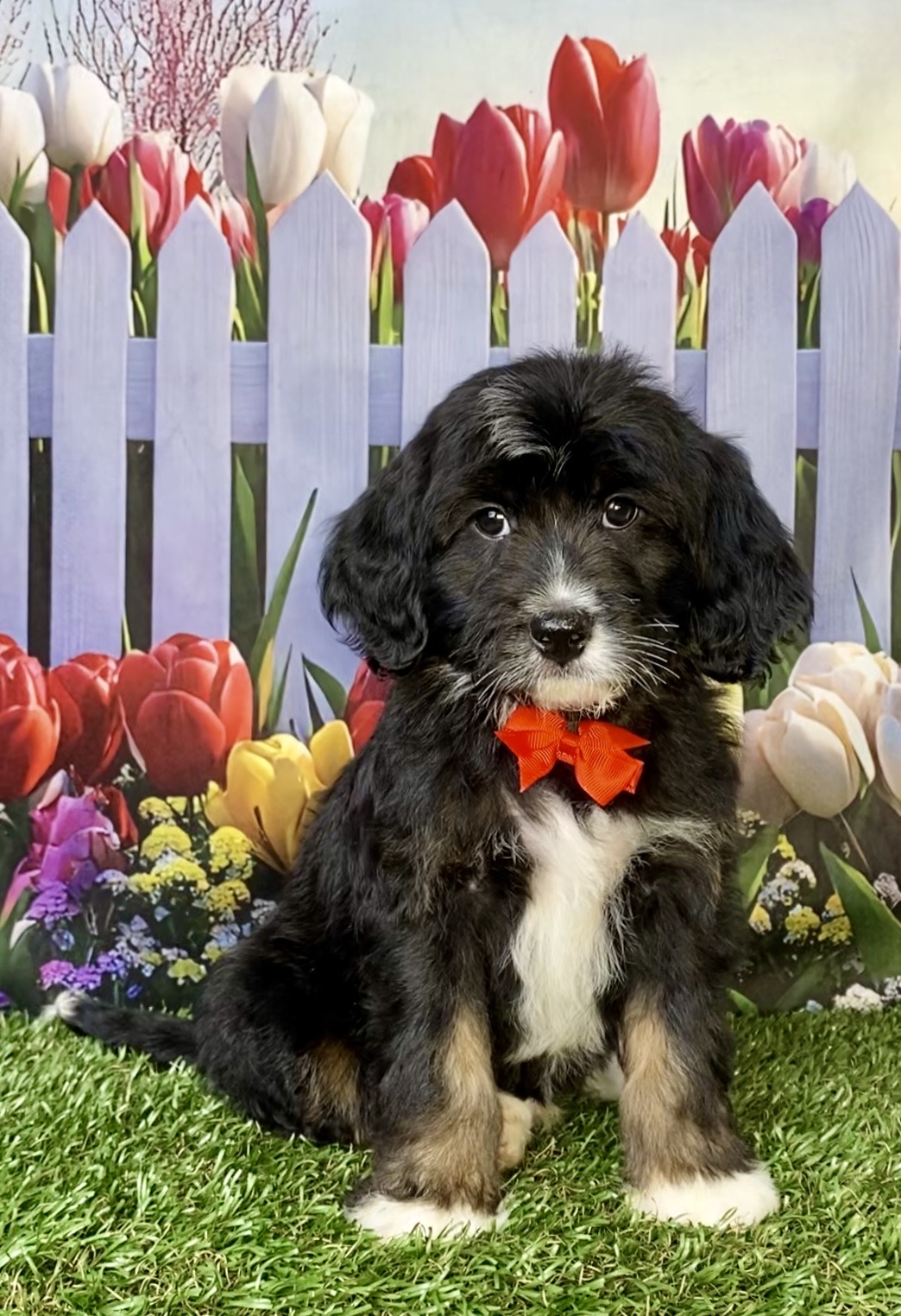 Photo of Mr. Coby the F1B Micro Mini-Bernedoodle puppy