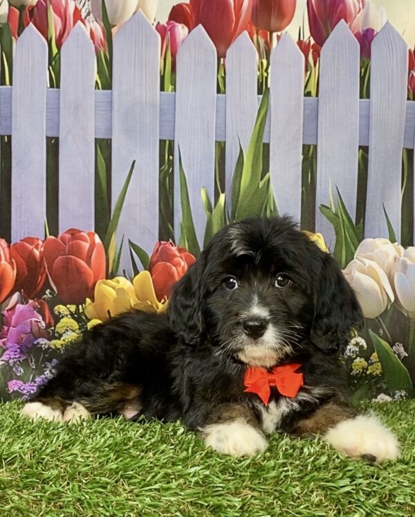 Photo of Mr. Coby the F1B Micro Mini-Bernedoodle puppy