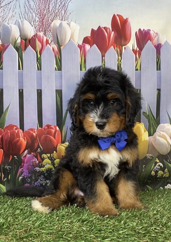 Mr. Deisel the  Mini-Bernedoodle puppy