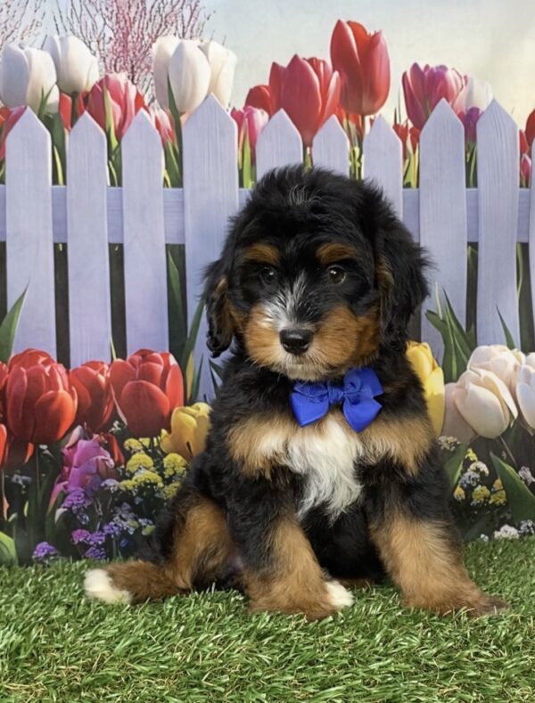 Photo of Mr. Deisel the Mini-Bernedoodle puppy