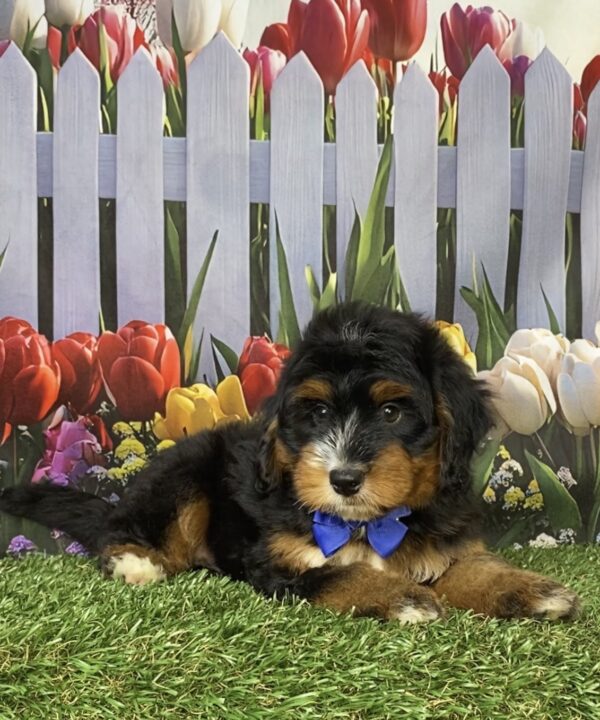 Photo of Mr. Deisel the Mini-Bernedoodle puppy