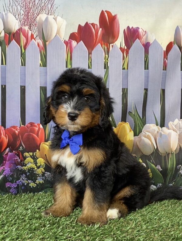 Photo of Mr. Deisel the Mini-Bernedoodle puppy