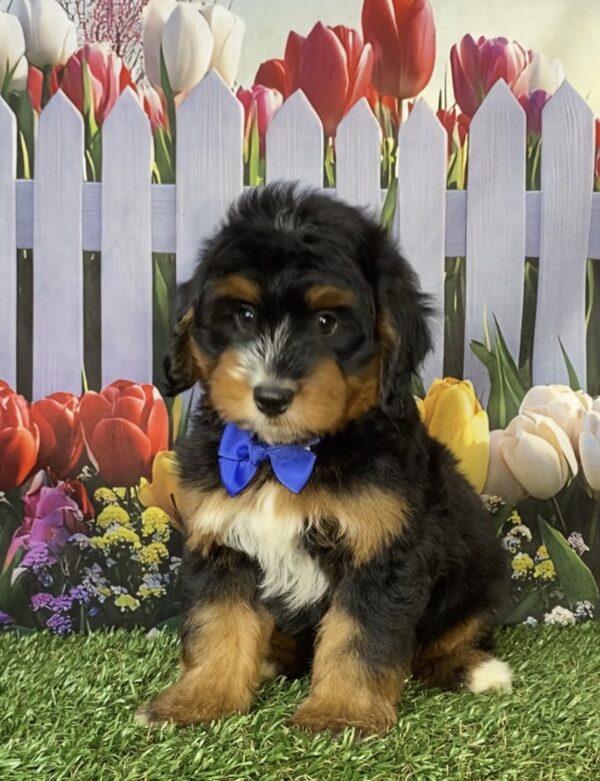 Photo of Mr. Deisel the Mini-Bernedoodle puppy