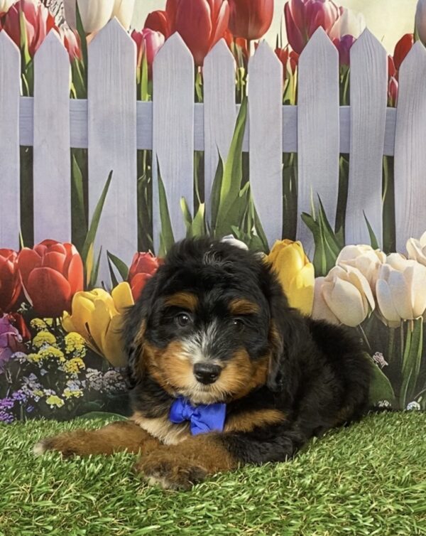 Photo of Mr. Deisel the Mini-Bernedoodle puppy