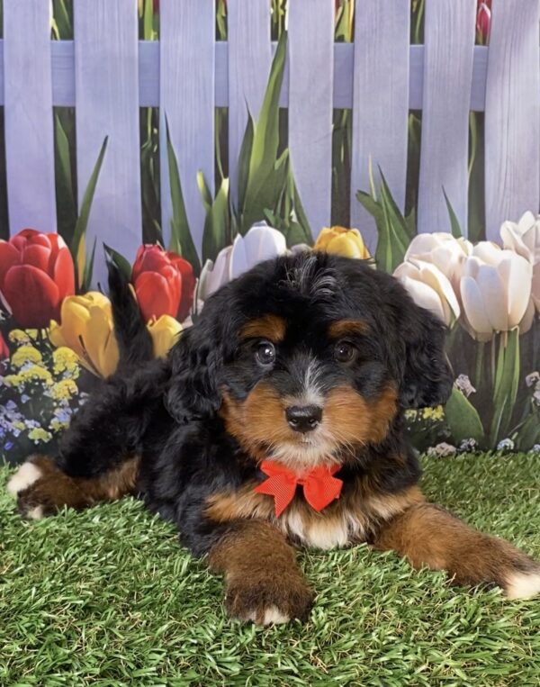 Mr. Denali the  Mini-Bernedoodle puppy