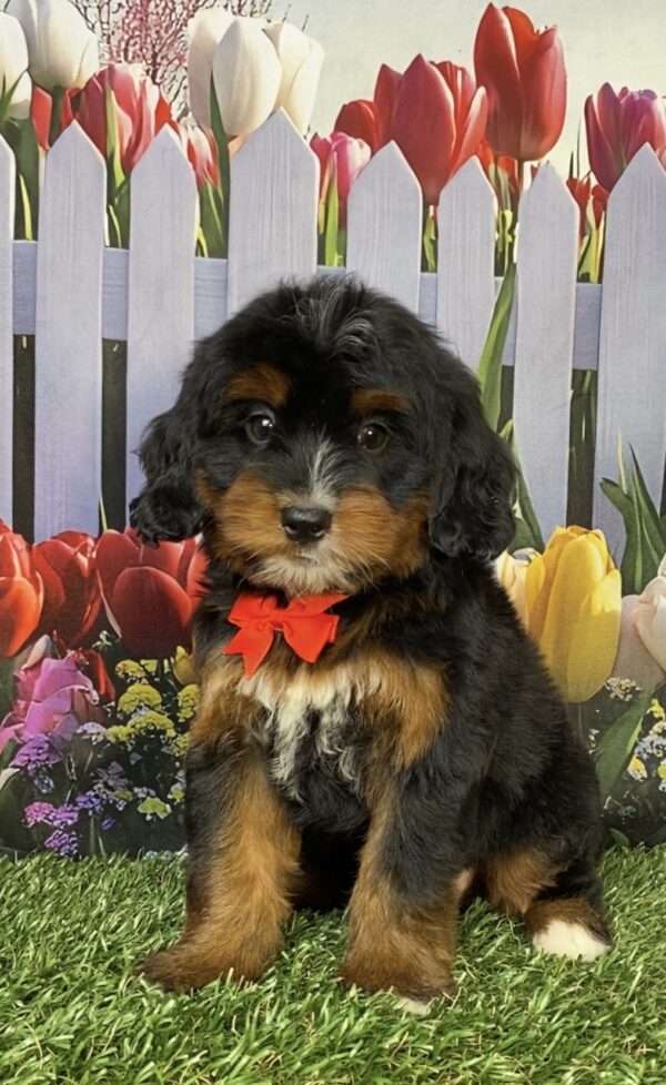 Photo of Mr. Denali the Mini-Bernedoodle puppy
