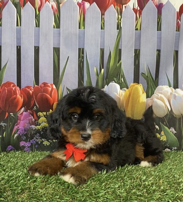Photo of Mr. Denali the Mini-Bernedoodle puppy