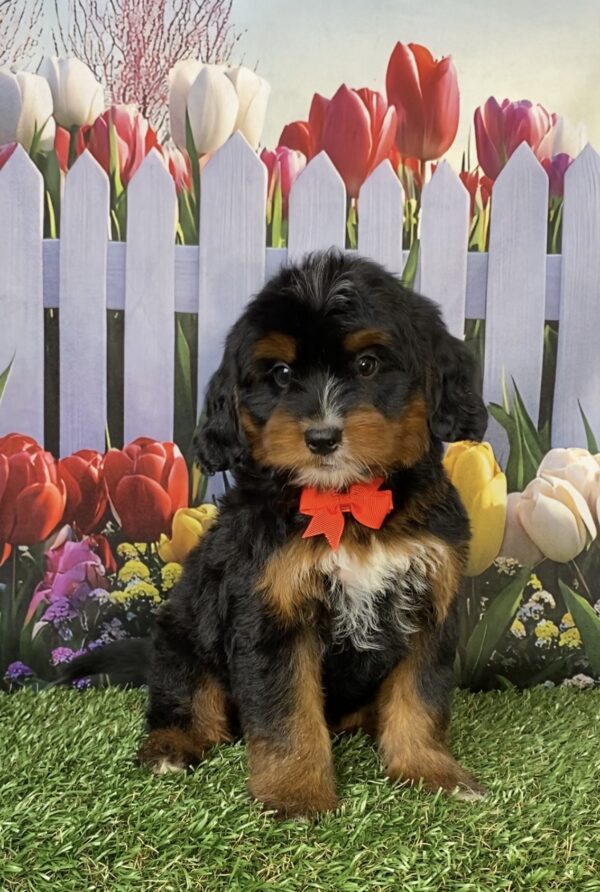 Photo of Mr. Denali the Mini-Bernedoodle puppy