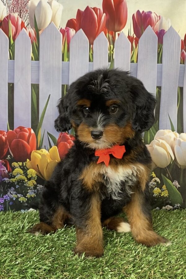 Photo of Mr. Denali the Mini-Bernedoodle puppy