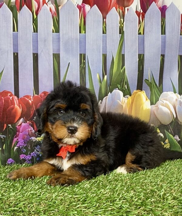 Photo of Mr. Duramax the Mini-Bernedoodle puppy