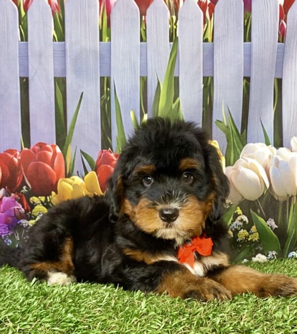 Photo of Mr. Duramax the Mini-Bernedoodle puppy