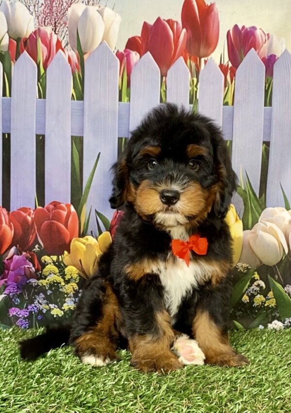 Photo of Mr. Duramax the Mini-Bernedoodle puppy