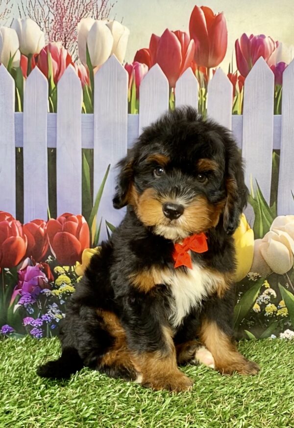 Photo of Mr. Duramax the Mini-Bernedoodle puppy