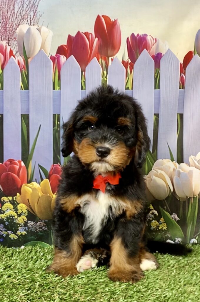 Photo of Mr. Duramax the Mini-Bernedoodle puppy