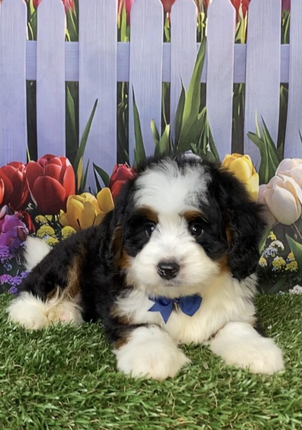 Photo of Mr. Durango the Mini-Bernedoodle puppy