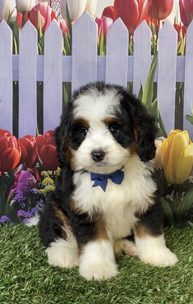 Photo of Mr. Durango the Mini-Bernedoodle puppy