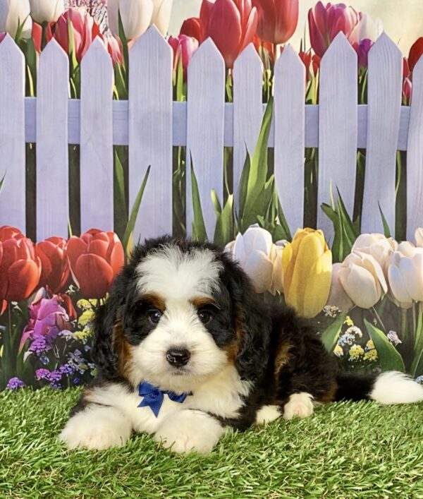 Photo of Mr. Durango the Mini-Bernedoodle puppy
