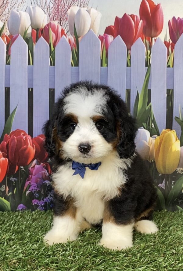 Photo of Mr. Durango the Mini-Bernedoodle puppy