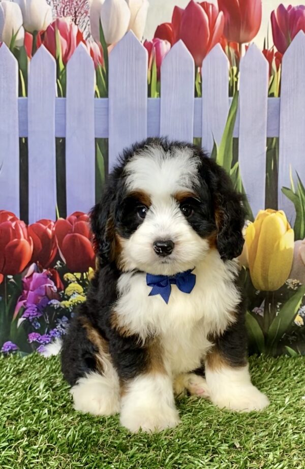 Photo of Mr. Durango the Mini-Bernedoodle puppy