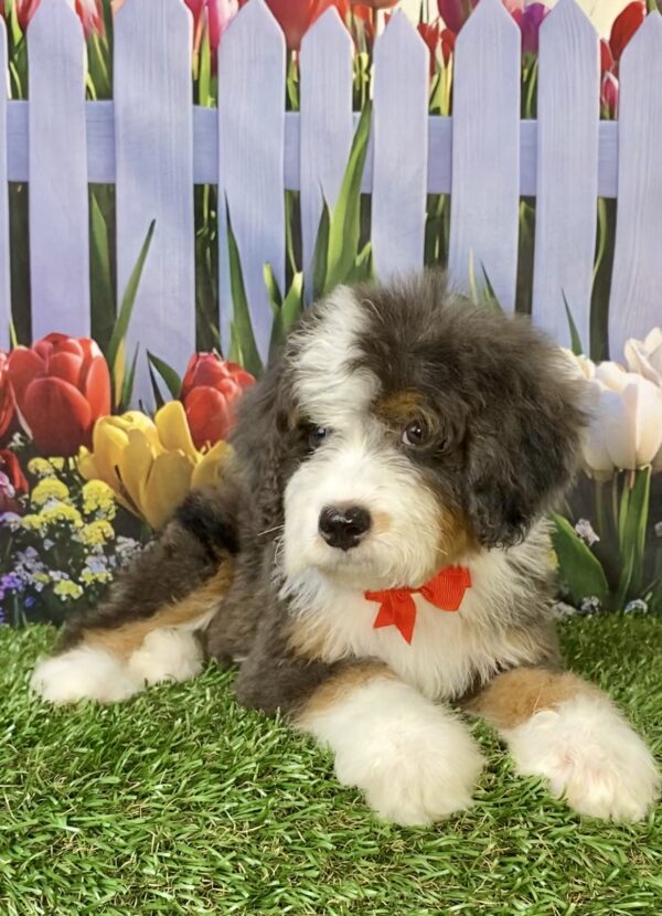 Photo of Mr. Shane the F2 Mini-Bernedoodle puppy