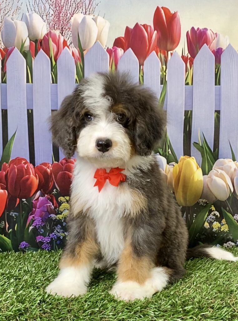 Photo of Mr. Shane the F2 Mini-Bernedoodle puppy