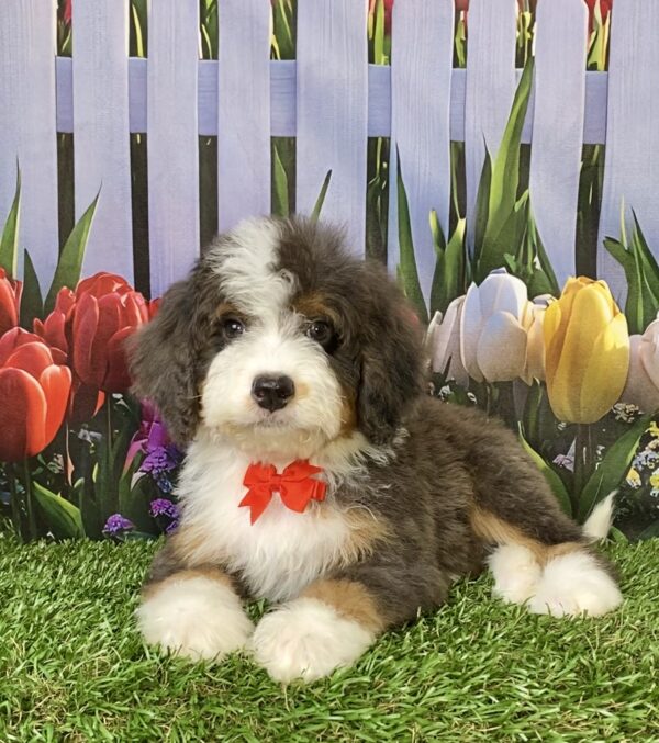 Photo of Mr. Shane the F2 Mini-Bernedoodle puppy