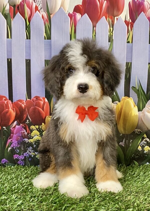 Photo of Mr. Shane the F2 Mini-Bernedoodle puppy