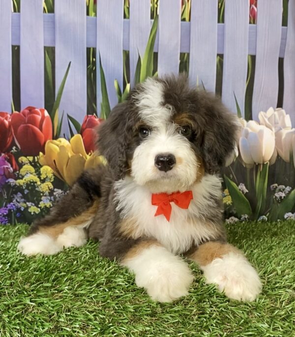 Photo of Mr. Shane the F2 Mini-Bernedoodle puppy