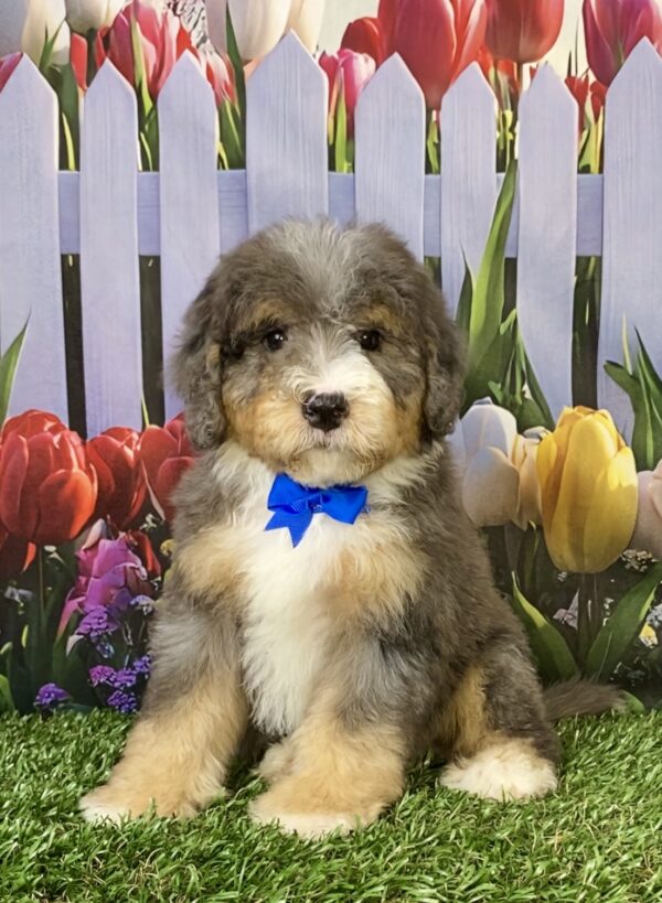 Mr. Snickers the F2 Mini-Bernedoodle puppy