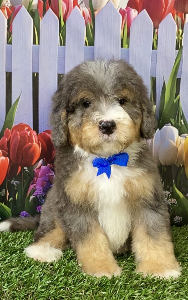 Photo of Mr. Snickers the F2 Mini-Bernedoodle puppy