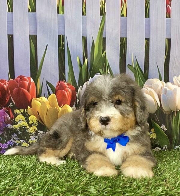 Photo of Mr. Snickers the F2 Mini-Bernedoodle puppy