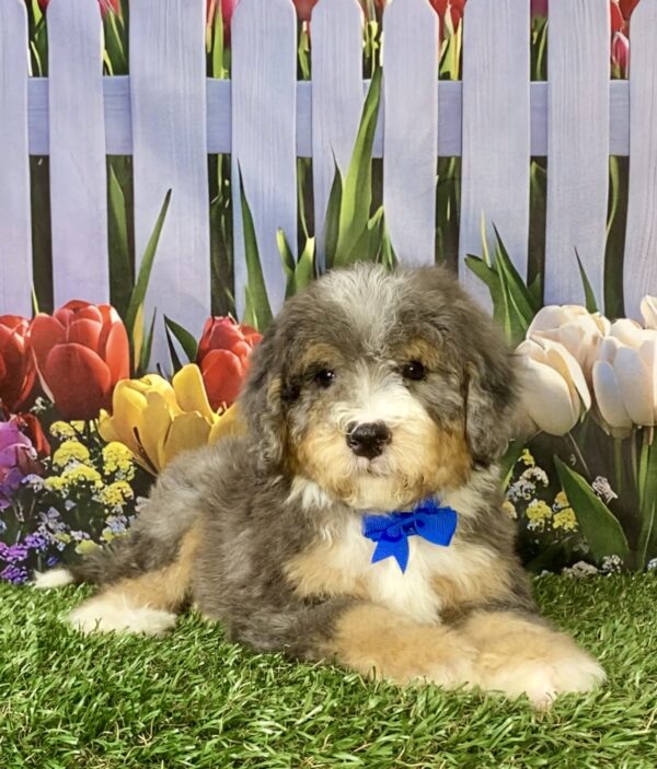 Photo of Mr. Snickers the F2 Mini-Bernedoodle puppy