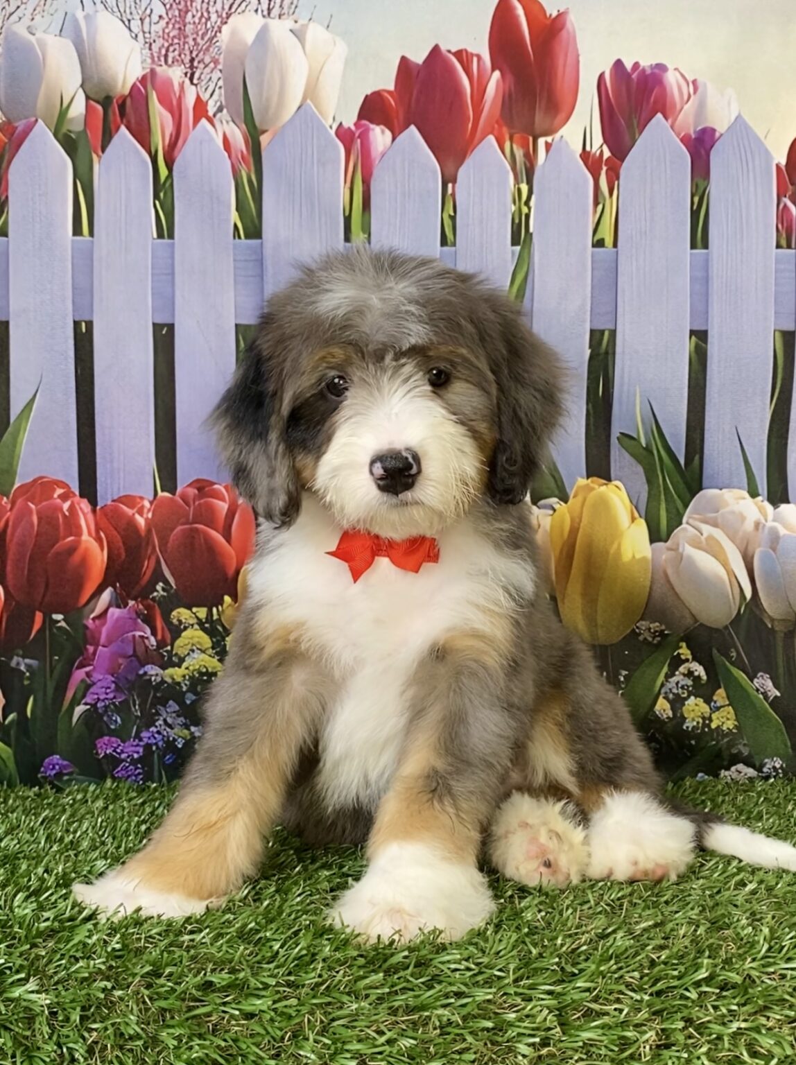 Photo of Mr. Sonic the F2 Mini-Bernedoodle puppy