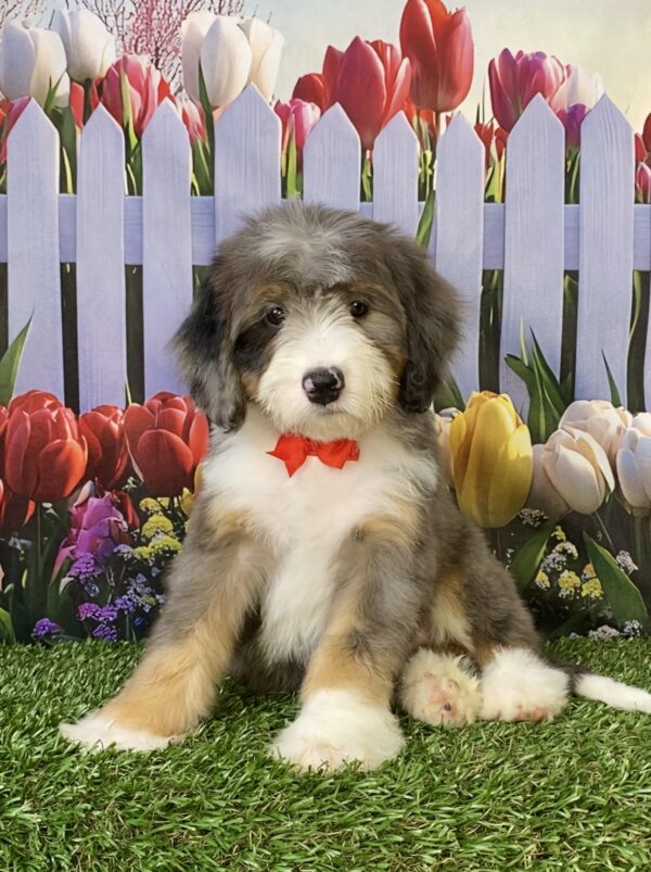 Mr. Sonic the F2 Mini-Bernedoodle puppy