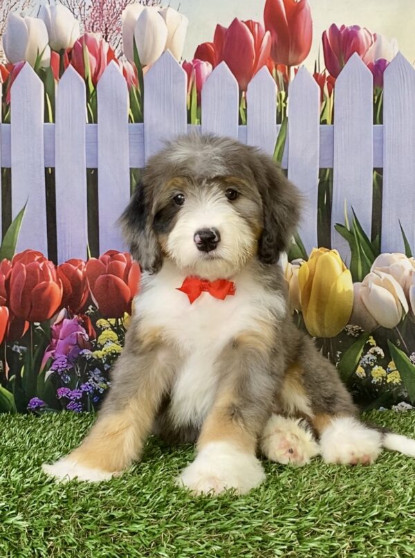 Photo of Mr. Sonic the F2 Mini-Bernedoodle puppy