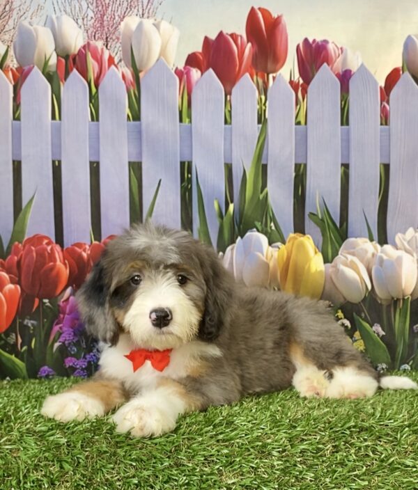 Photo of Mr. Sonic the F2 Mini-Bernedoodle puppy