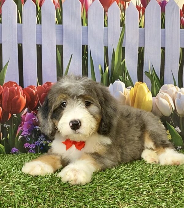 Photo of Mr. Sonic the F2 Mini-Bernedoodle puppy