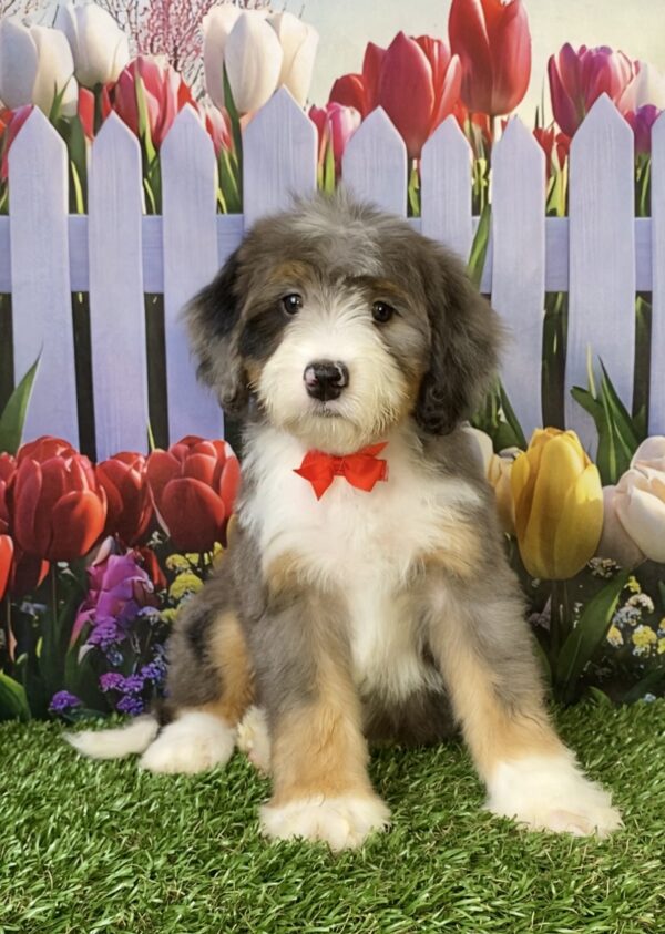 Photo of Mr. Sonic the F2 Mini-Bernedoodle puppy