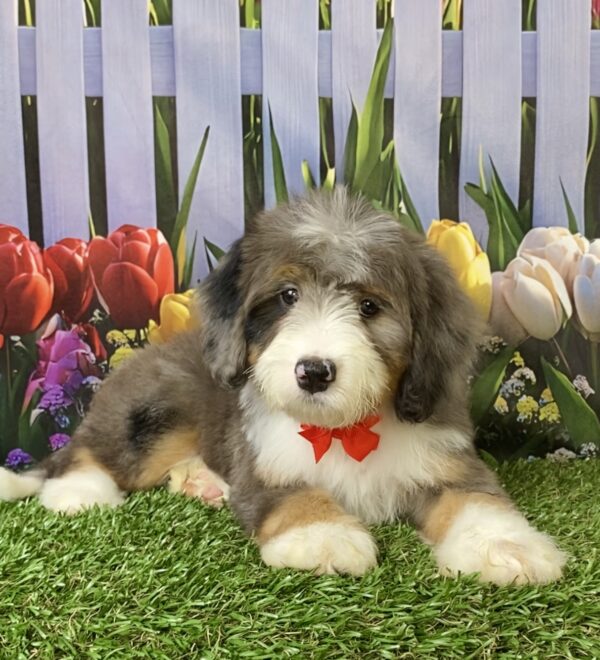 Photo of Mr. Sonic the F2 Mini-Bernedoodle puppy