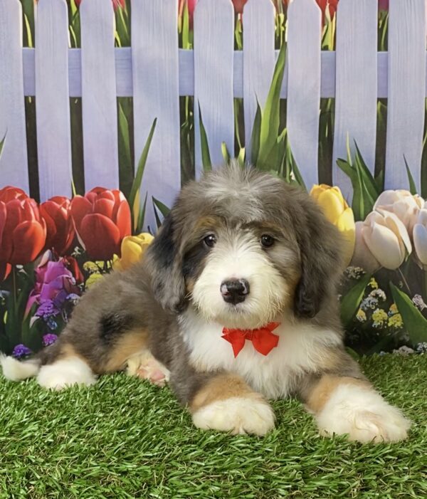 Photo of Mr. Sonic the F2 Mini-Bernedoodle puppy