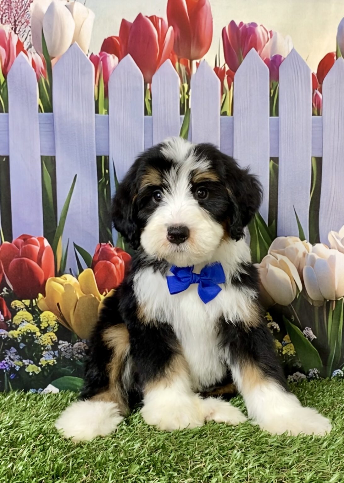 Photo of Mr. Spark the F2 Mini-Bernedoodle puppy