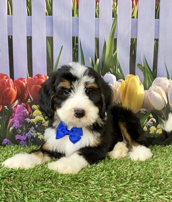 Photo of Mr. Spark the F2 Mini-Bernedoodle puppy