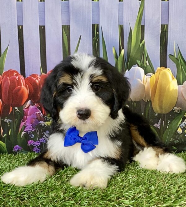 Photo of Mr. Spark the F2 Mini-Bernedoodle puppy
