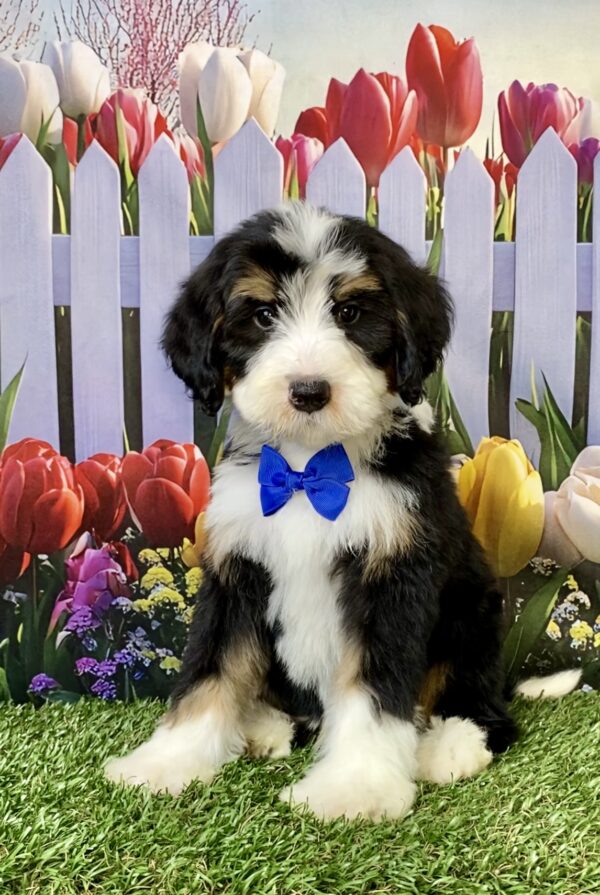Photo of Mr. Spark the F2 Mini-Bernedoodle puppy